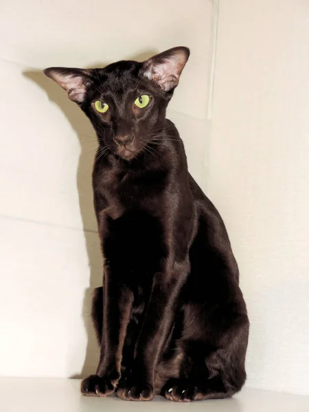 Pura Raza Negro Oriental Gato Sombrío Look —  Fotos de Stock