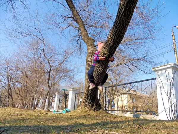 Child Four Five Years Old Climbed Tree Park People Concept — Stock Photo, Image