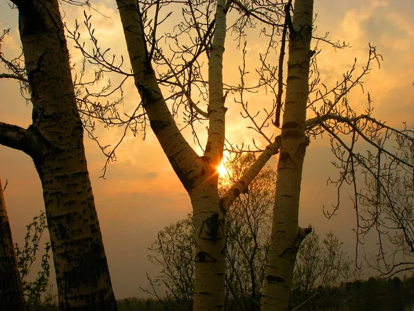 Atardecer Través Ramas Árboles Desnudos Cerca Orilla Del Lago Con — Foto de Stock