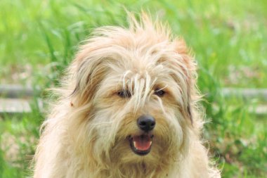 Evsiz köpek, tüylü köpek açık renk kıvırcık saçlı.