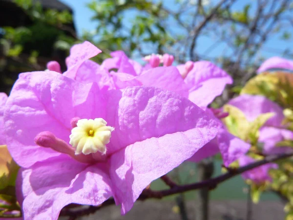 Close Pink Bougainvillea Flowers Rays Sunlight — стоковое фото