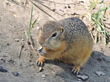     alan sincabı (Spermophilus) ayçiçeği tohumlarını kemirir                