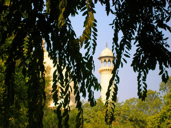 Défocus Silhouettes Noires Branches Feuilles Taj Mahal Minaret — Photo