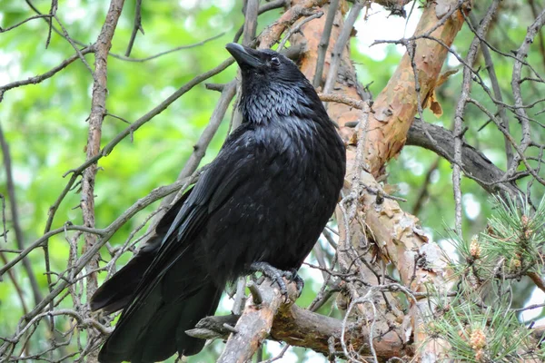 Raven Corvus Corax Beautiful Black Crow Sitting Branch — Stock Photo, Image