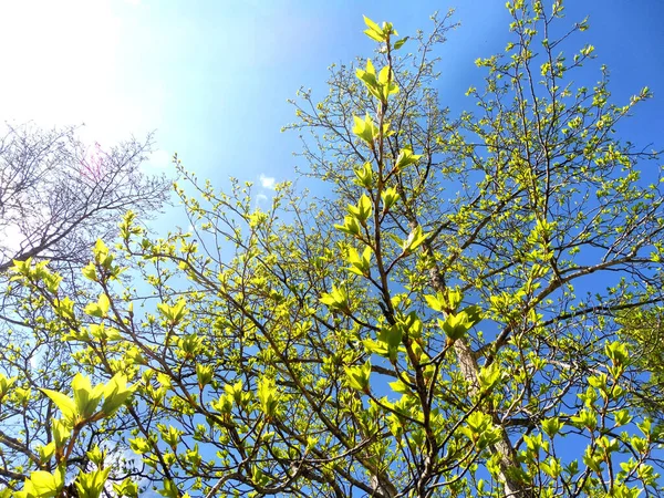 Hojas Jóvenes Verdes Exuberantes Día Soleado Comienzo Primavera Cuando Naturaleza — Foto de Stock