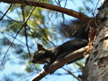 Kozalaklı bir ağacın dalında Sibirya Ormanı sincabı.