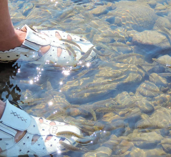 Pequeños Peces Río Rodeados Pies Sandalias Blancas Agua —  Fotos de Stock