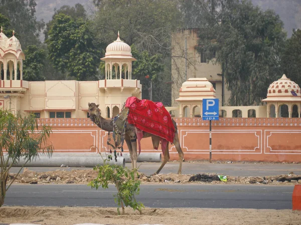在印度的公路中央装饰着度假用的骆驼 — 图库照片