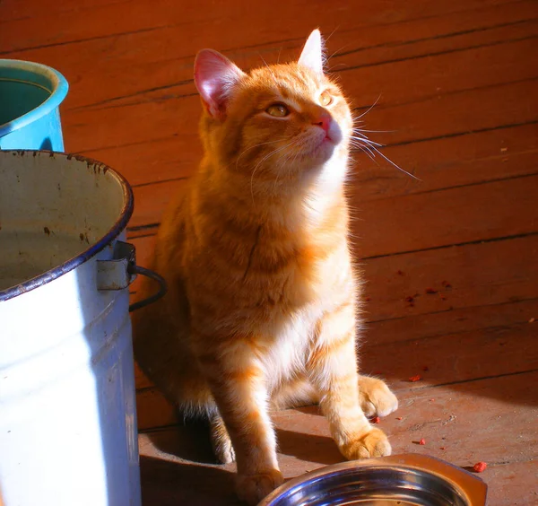 村子里的生姜猫在等待食物 — 图库照片