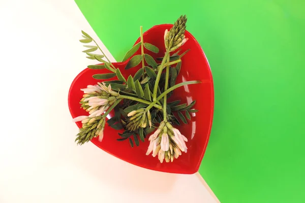 2色の背景にハート型の赤い皿やカップの中のクローバーや緑の白い花 — ストック写真