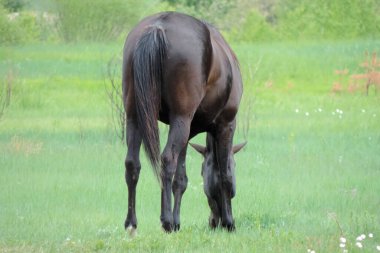 Siyah at tarlada otluyor.