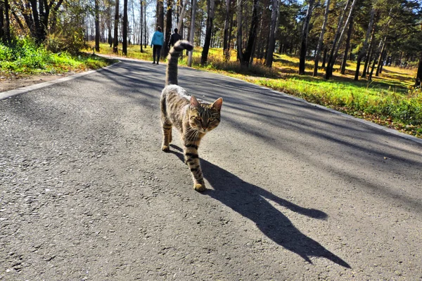 Straat Tabby Kat Lange Schaduw Weg — Stockfoto