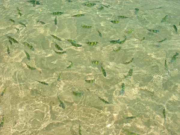 泰国克拉比热带海域的虎鱼 正在喂鱼 清澈的碧绿海水闪烁着阳光 水纹细腻的背景 — 图库照片