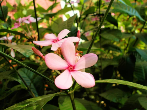 Tropische Rosa Blume Kopsia Rosea Auf Einem Hintergrund Saftigen Grüns — Stockfoto