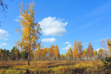 Sonbahar ormanı güneşli bir günde, güzel sarı ağaçlar ve mavi gökyüzü manzarası   