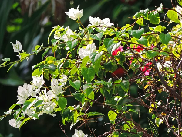 Bougainvillea Цветы Лучах Солнечного Света — стоковое фото