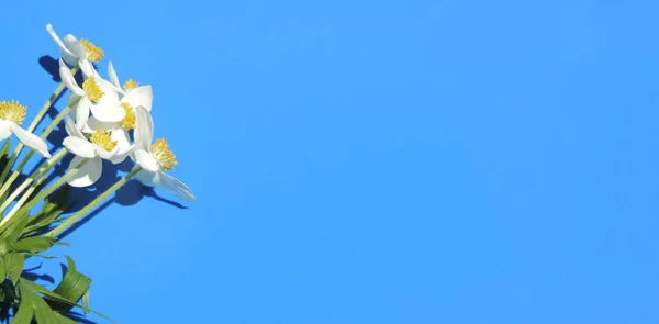 Fleur Blanche Sur Fond Bleu Endroit Pour Texte — Photo
