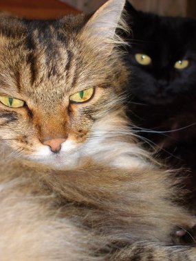 Yumuşak Tekir kedi yastığın üzerinde yatıyor. Yumuşak odak