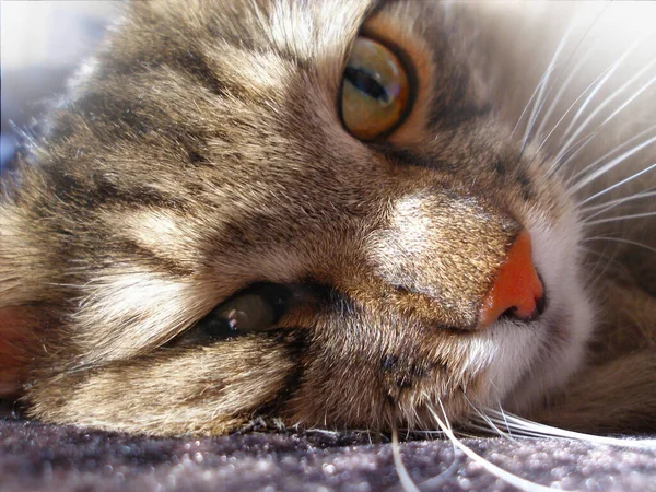 毛绒绒的塔比猫特写躺在枕头上 软焦点 — 图库照片