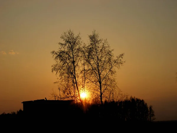 Atardecer Naranja Cielo Negro Siluetas Ramas Hojas — Foto de Stock