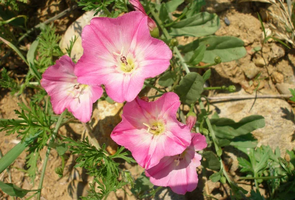 Rózsaszín Virágok Mező Bindweed — Stock Fotó