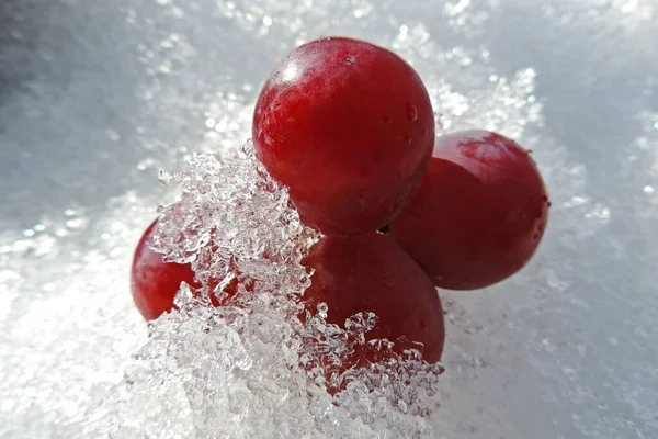 Rijpe Rode Druiven Een Tak Liggen Koude Sneeuw Druppels Water — Stockfoto