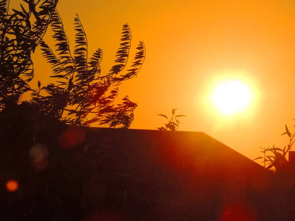 Atardecer Naranja Cielo Negro Siluetas Ramas Hojas — Foto de Stock