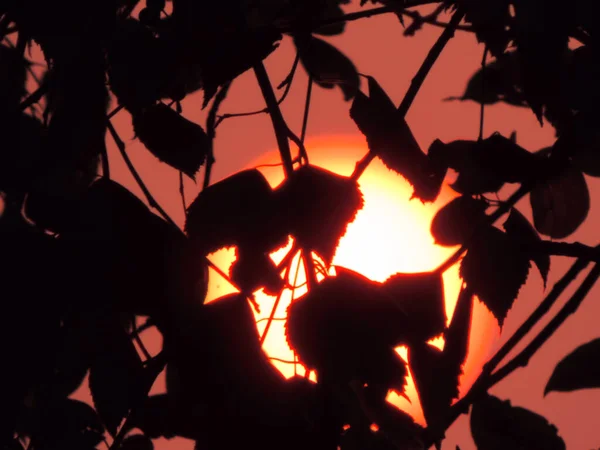 Atardecer Naranja Cielo Negro Siluetas Ramas Hojas — Foto de Stock