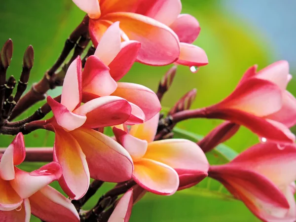 Die Schönsten Plumeria Blumen Plumeria Blumen Mischfarben Plumeria Blumen Roten — Stockfoto