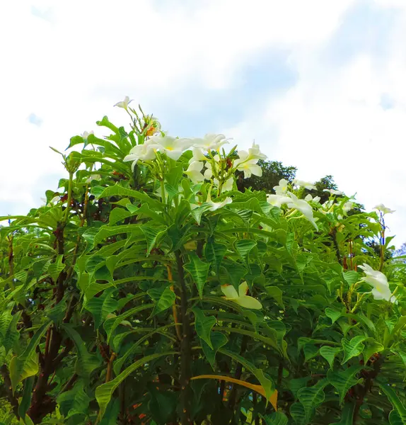 Die Schönsten Plumeria Blumen Plumeria Blumen Gelben Und Weißen Farben — Stockfoto