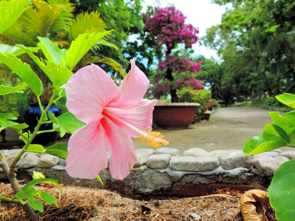 Ропический Цветок Розовый Гибискус Тропический Роскошный Сад Род Растений Семейства — стоковое фото