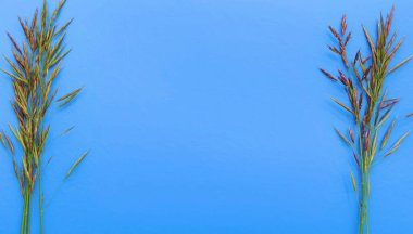 Mavi arka planda dikenleri olan yabani otlar. Düz konum, kopyala boşluk, kapat, üst görünüm          