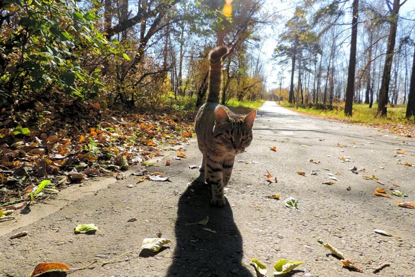 Straat Tabby Kat Lange Schaduw Weg — Stockfoto