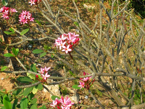 Самые Красивые Цветы Plumeria Цветы Plumeria Смешанных Цветах Цветы Plumeria — стоковое фото
