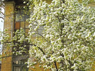 Çiçek açan elma ağacı eski bir taşra evinin arka planında düzensiz pencereler ve duvarlar
