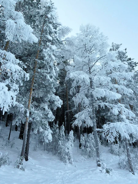 Boreal Ormanı 'nın (Taiga) karla kaplı ladin ağaçları ile manzaralı kış manzarası