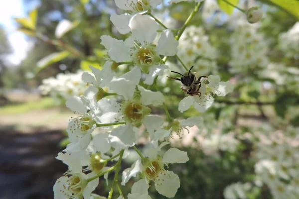 Bee Flowering Branch Bird Cherry Spread Its Legs Sides — Stock Photo, Image