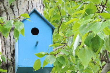 Ağaçtaki kuşlar için mavi kuş evi