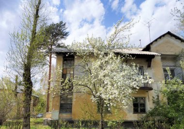 Çiçek açan elma ağacı eski bir taşra evinin arka planında düzensiz pencereler ve duvarlar