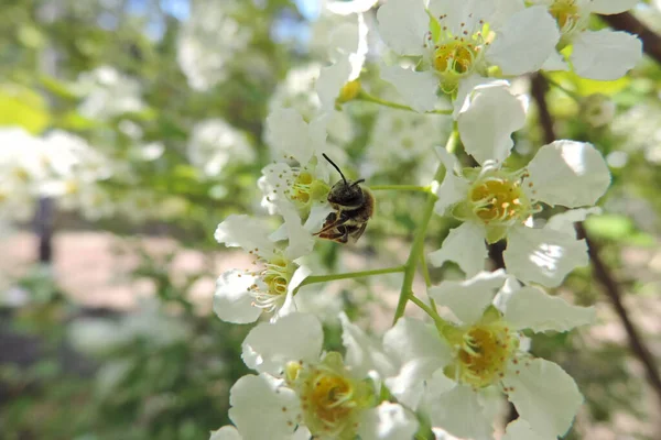 Bee Flowering Tree White Cherry Blossoms — Stock Photo, Image