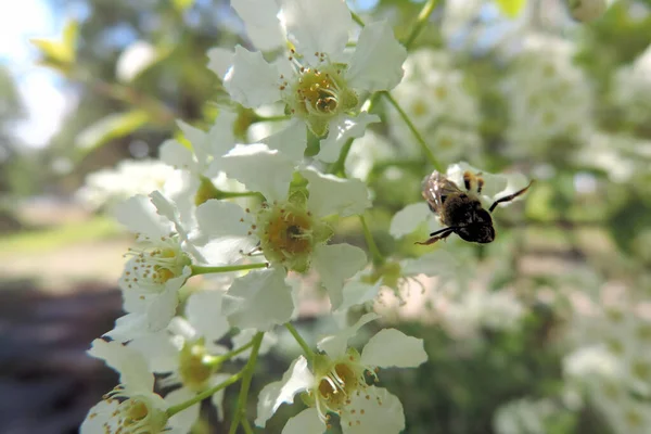 Bee Flowering Branch Bird Cherry Spread Its Legs Sides — Stock Photo, Image