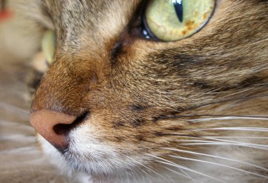   Bir kedinin burnuna tekir kedi yakın plan. 