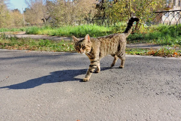 Straat Tabby Kat Lange Schaduw Weg — Stockfoto