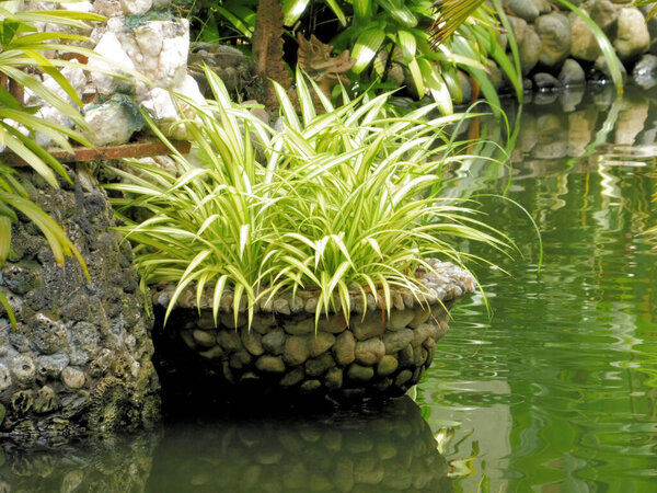 садовый пруд украсить горшечные кусты Паук завод или хлорофитум comosum, горшок из круглых речных камней