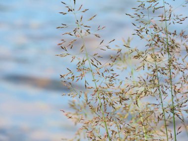 Festuca Pratensis otları güzel tohum başları rüzgarda sallanıyor, Alerjenler bitkileri