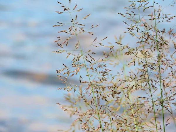 風に揺れるきれいな種子の頭を持つFestuca Pratensis草 アレルゲン植物 ストックフォト