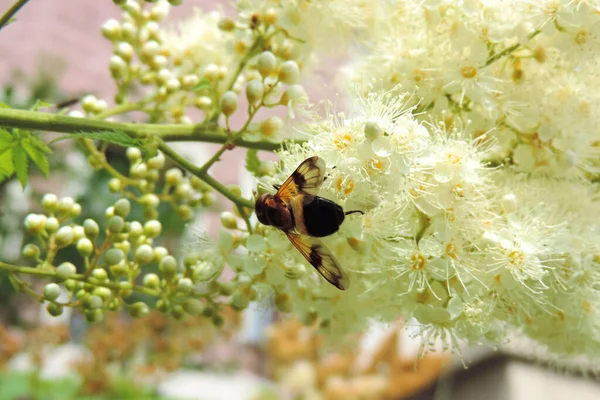 Abeille Sur Une Branche Arbre Fleurissant Fleurs Blanches Sorbaria Sorbifolia — Photo