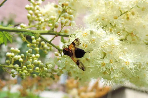 Biene Auf Einem Weißen Blüten Blühenden Ast Sorbaria Sorbifolia — Stockfoto