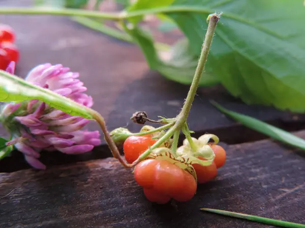 Flor Trébol Bayas Rojas Una Superficie Madera Rugosa — Foto de Stock