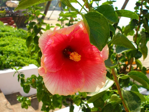 Flor Tropical Hibisco Vermelho Gênero Plantas Família Malvaceae Fundo Floral — Fotografia de Stock